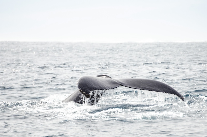 Ningaloo Reef Tour100719 (58)