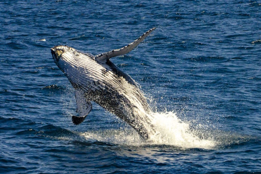 whale-watching-sydney